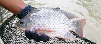 Ikan nila termasuk dalam jenis hewan omnivora atau boleh dikatakan sebagai makhluk pemakan segalanya. Info Terkini Harga Bibit Ikan Nila Di Pasaran Nila Merah Hitam Gift Daftar Harga Tarif