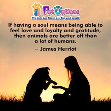 Pet Options If Having A Soul Means Being Able To Feel Love And Loyalty And Gratitude Then Animals Are Better Off Than A Lot Of Humans James Herriot Petoptions Facebook