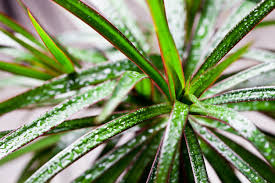 The dragon tree (el drago) is one of tenerife's most famous attractions, but is it unique? Dracaena Marginata Info How To Grow A Red Edged Dracaena Plant