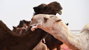 They who deny our revelations and scorn them, for them the gates of heaven will nor be. Veterinarian Arrested In Saudi Arabia For Performing Plastic Surgery On Camels Al Arabiya English