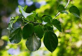 Image result for Scepocarpus hypselodendron