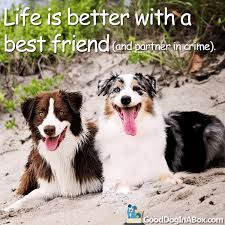 Dog Pictures Best Friends Dog Quotes Animal Love Quotes Dog Pictures