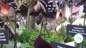 The american orchid society, a nonprofit organization founded in 1921, is more than a flower club and is one of the best resources in the world for orchids.…. American Orchid Society Youtube