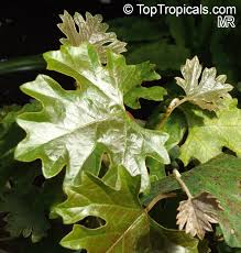 Image result for Rhoicissus tomentosa