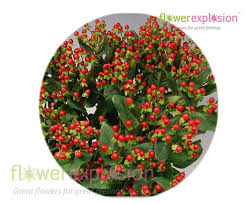 Image result for Hypericum roeperianum