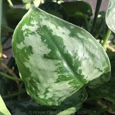 I believe the one i have is scindapsus pictus 'argyraeus.' another version of this plant is scindapsus pictus 'silvery ann' which has even more variegation. It S Not A Pothos Meet The Scindapsus Pictus House Plant Hobbyist