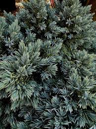 Image result for Juniperus
