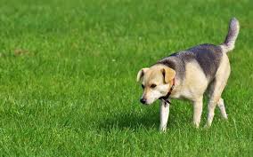 We did not find results for: How To Correct A Dog That Doesn T Come When Called