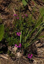 Image result for Polygala ohlendorfiana