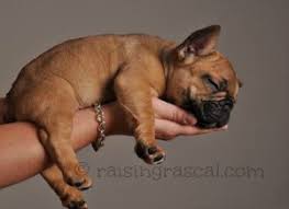 French bulldog stud service information. Puppy Development Your Pup S First Year