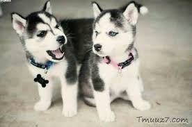 صور كلاب الهاسكى واسعارها Cute Husky Puppies Husky Puppy Cute Husky