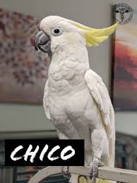 After researching bird breeders near me, i settled on birds by joe. Birds For Adoption Near Atlanta Ga Petfinder