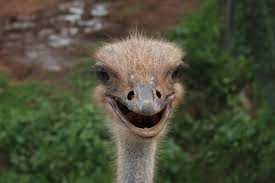 Ostrich Hd Wallpapers Backgrounds