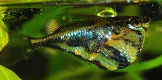 Marble Hatchetfish In 2020 Tropical Fish Aquarium Tropical Freshwater Fish Freshwater Fish