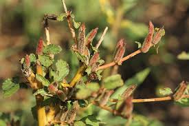 Image result for Corchorus argillicola