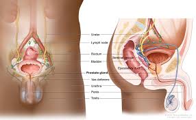 Image result for Prostate Anatomy