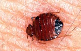 Bed bug infestations are very dangerous. Bedbugs Make An Unwelcome Comeback In Southern California Orange County Register