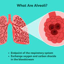 Alveoli Structure Function And Disorders Of The Lungs