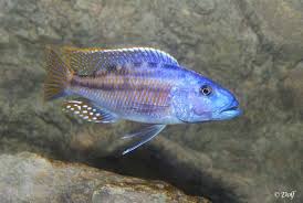 Image result for Macrotyloma tenuiflorum