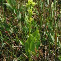 Image result for Liparis mulindana