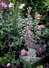 Image result for Senecio propior