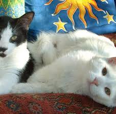 Mania i malaga to siostry, które dały początek. Youtube Wunder Wie Aus Einer Schachtel Katzen Simon S Cat Wurde Welt