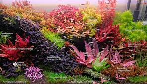 Hi Color Plants Plants Planted Aquarium Aquascape
