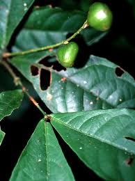 Image result for Rinorea