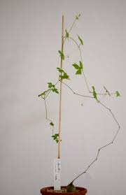 Image result for Kedrostis africana