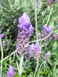 Image result for Lavandula dentata