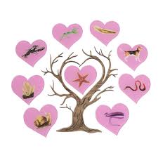 Image result for Phyla