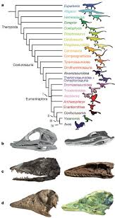 skull analysis charts the changes from dinosaurs to birds