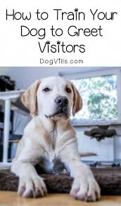 How To Train Your Dog To Greet Visitors In 5 Easy Steps Easiest Dogs To Train Training Your Dog Dog Training Obedience