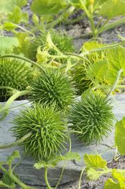 Image result for Cucumis anguria