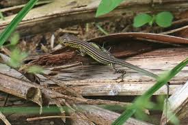 Image result for Anolis scypheus