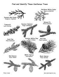Northern Boreal Forest Taiga Tree Identification Tree Leaf Identification Boreal Forest