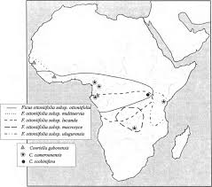 Image result for Ficus ottoniifolia