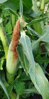 Sweet corn is ripe when the you push your nail into a kernel and a thin milky juice squeezes out if it is thick then it is over ripe. Are My Sweetcorn Ready To Harvest Gardening