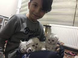 pinar uman adli kullanicinin usak cins kediler panosundaki pin kedi