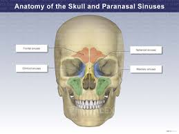 Is Sinus Infection Contagious? A Complete Guide