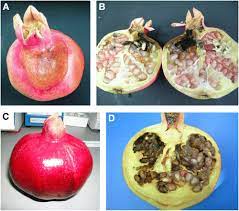 APS Journals - American Phytopathological Society