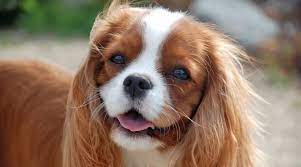 Check spelling or type a new query. Cavalier King Charles Spaniel Breed Info Facts Traits Pictures More