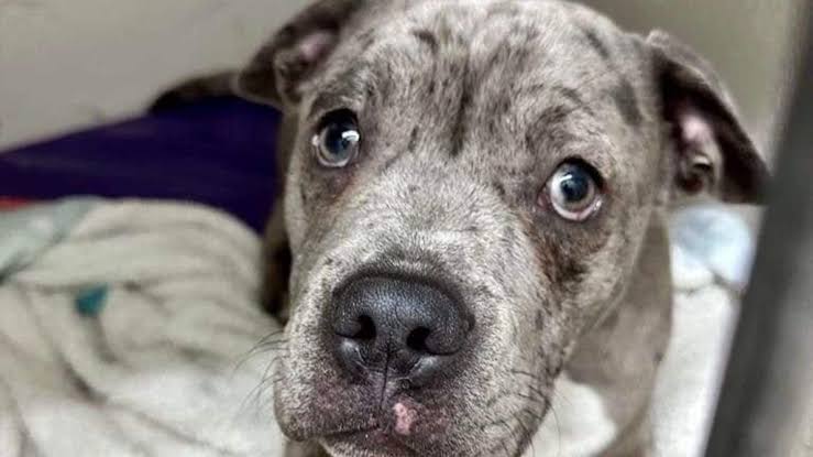 Max the puppy: USPCA to take legal action over NI council's handling of  abandoned puppy facing being put down | Belfast Telegraph
