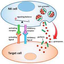 Maybe you would like to learn more about one of these? Ijms Free Full Text Advanced Materials And Devices For The Regulation And Study Of Nk Cells Html