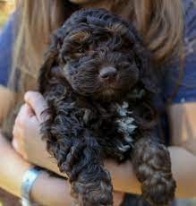 Beware of copy cat breeders who have website names very much like a reputable breeder (one or two symbols off). Great Day Labradoodles