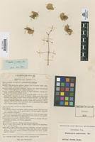 Image result for Flabellaria