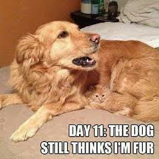 We did not find results for: Top 50 Dog And Cat Memes Can Dog And Cat Be Friends