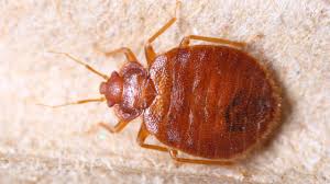 Carpet beetles are generally smaller than bed bugs. How Do I Know If I Have Bed Bugs Griffin Pest Solutions