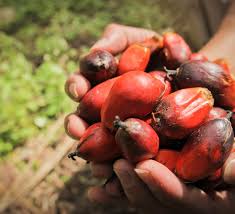 Palm tree fruit comes from fan palm species indigenous to the southwestern u.s. 8 Things To Know About Palm Oil Wwf