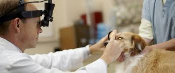 Maybe you would like to learn more about one of these? Small Animal Clinic College Of Veterinary Medicine At Msu